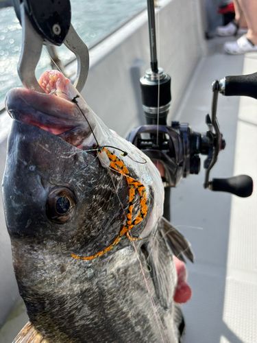 チヌの釣果