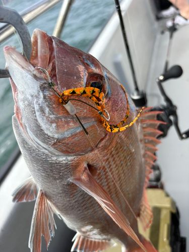 マダイの釣果