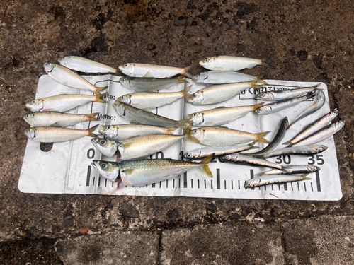 マサバの釣果