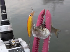 セイゴ（マルスズキ）の釣果