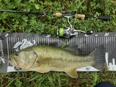 ブラックバスの釣果