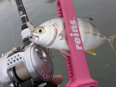 ギンガメアジの釣果