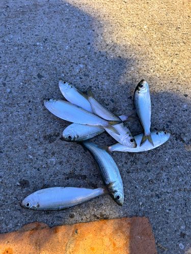 サッパの釣果