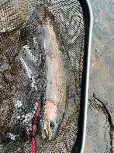 トラウトの釣果