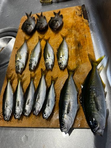 タカベの釣果