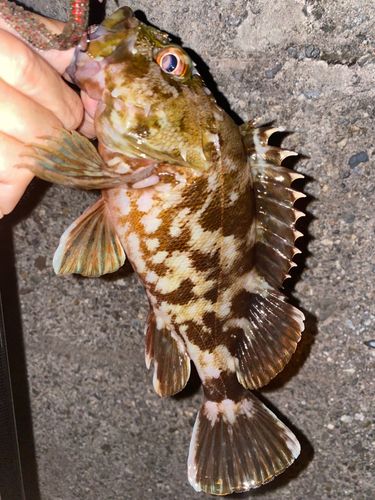 ガシラの釣果