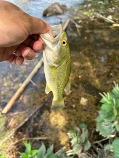 ラージマウスバスの釣果