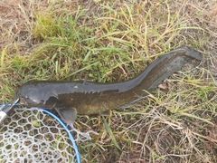 ナマズの釣果