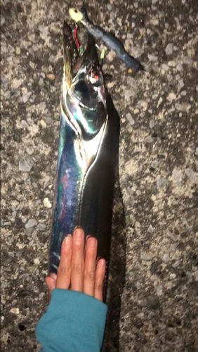 タチウオの釣果
