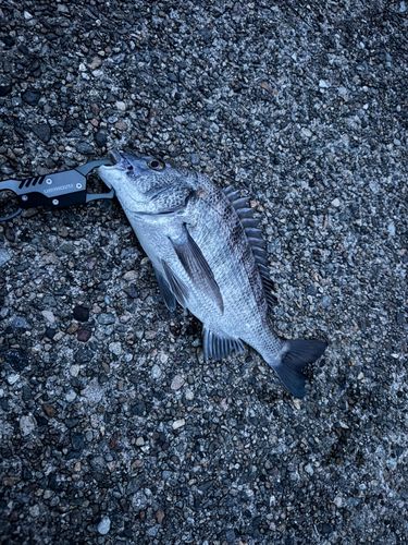 クロダイの釣果
