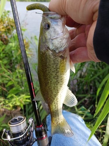 ラージマウスバスの釣果