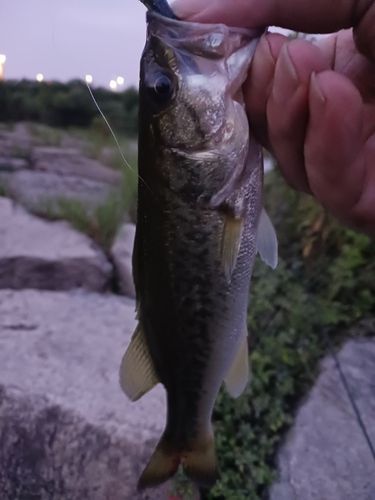 ラージマウスバスの釣果