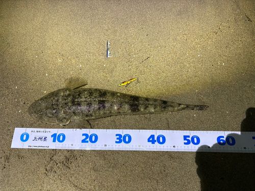 マゴチの釣果