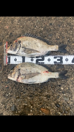 チヌの釣果