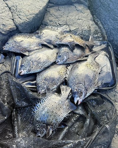 イシガキダイの釣果