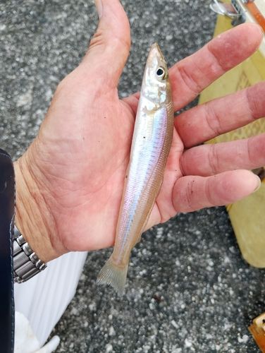 キスの釣果
