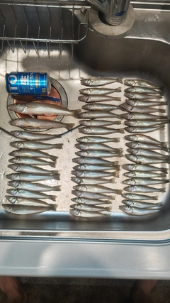 キスの釣果
