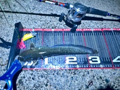 ナマズの釣果