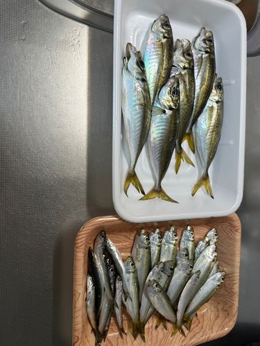 アジの釣果