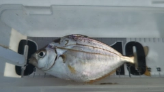ヒイラギの釣果