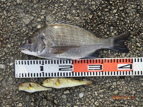 チヌの釣果