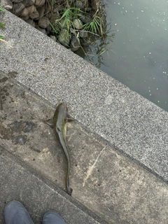 ナマズの釣果