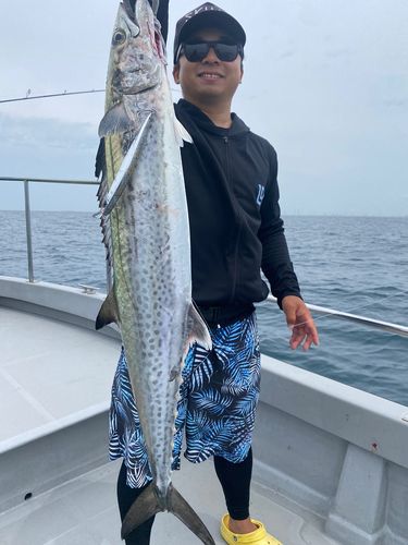 サワラの釣果
