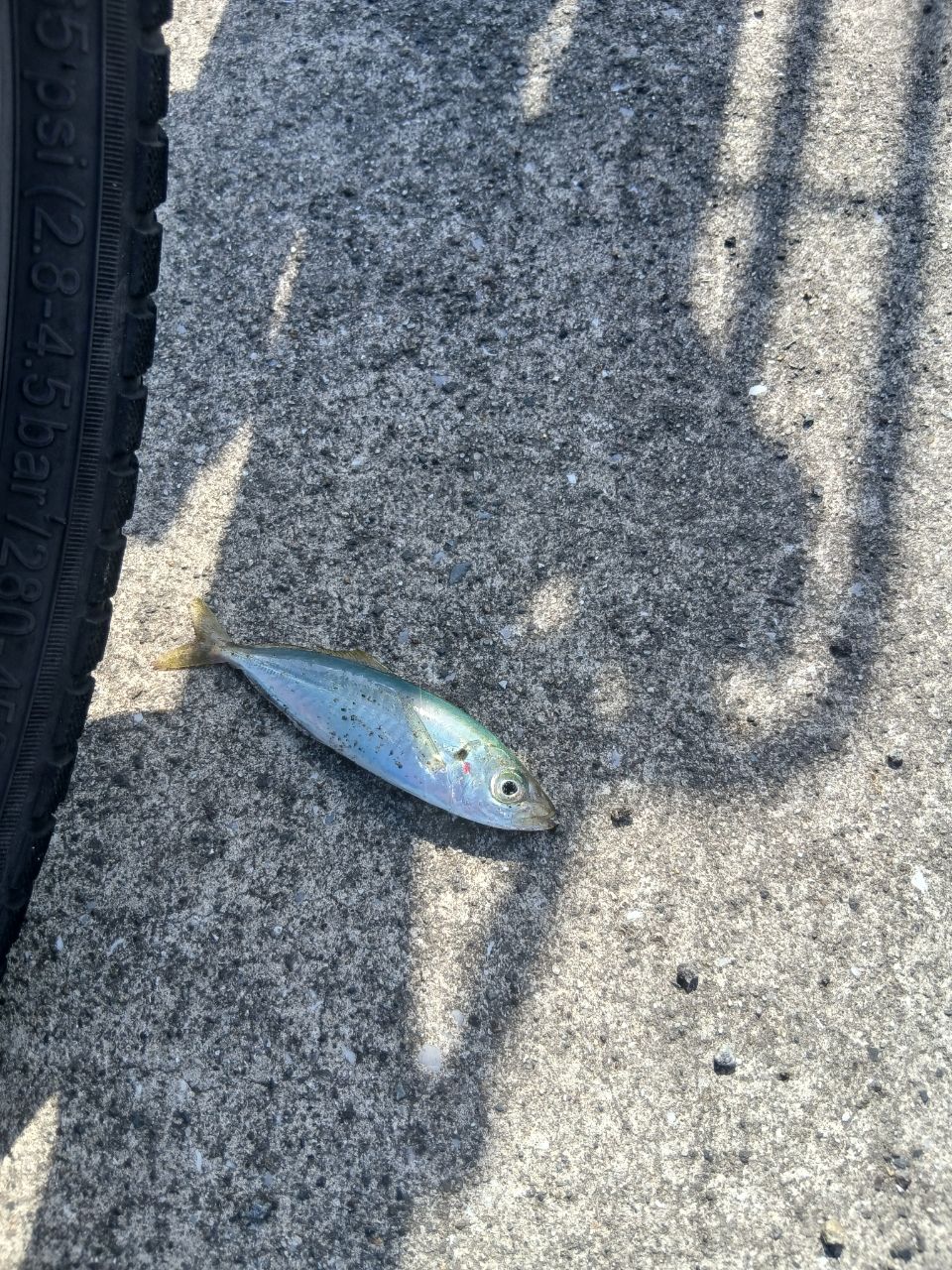 SHIMANO 22ソアレ SS アジング S60SUL-Sの最安値・インプレ・釣果