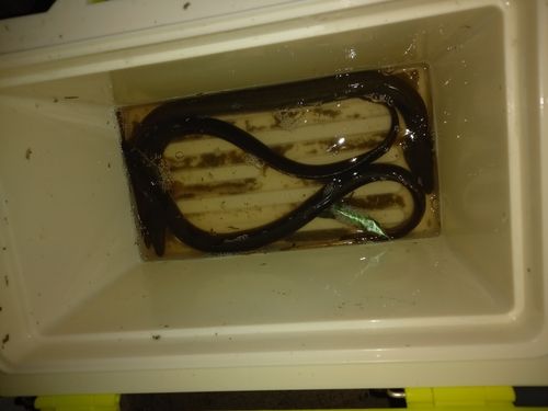 ウナギの釣果