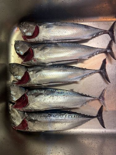ソウダガツオの釣果