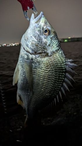 キビレの釣果