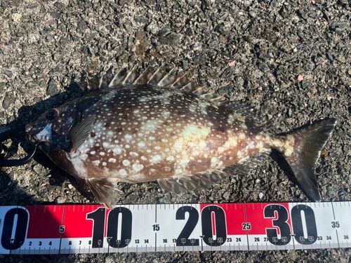 アイゴの釣果