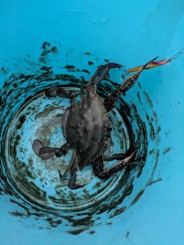 ワタリガニの釣果