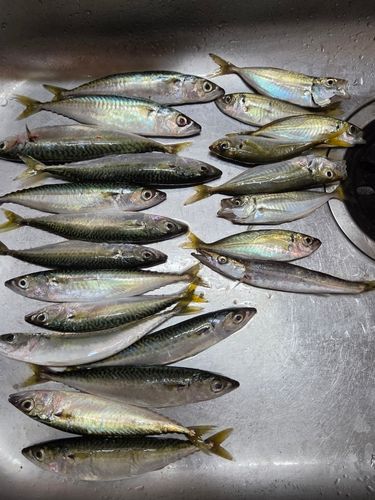 サバの釣果