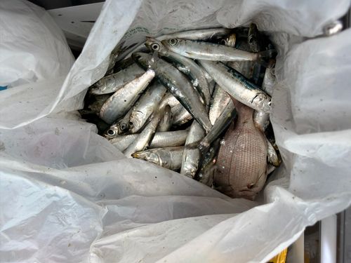 釣果