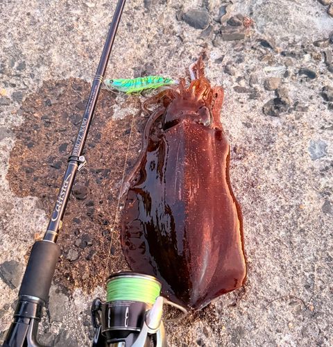 アオリイカの釣果