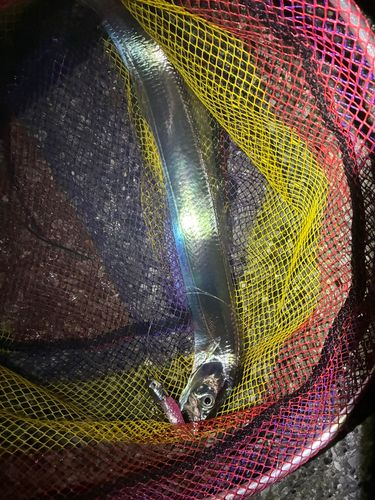 タチウオの釣果