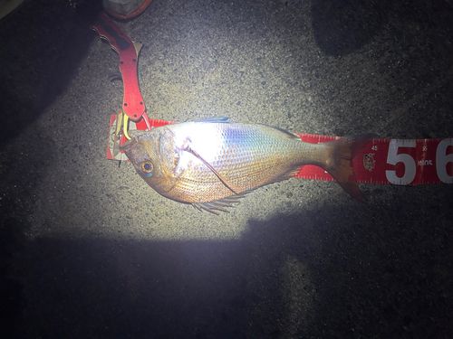 マダイの釣果