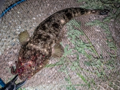 マゴチの釣果