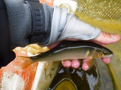 アユの釣果