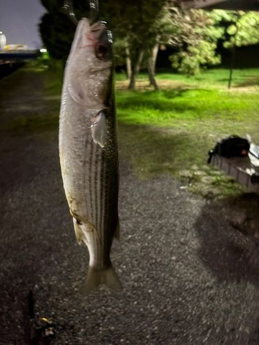 ボラの釣果