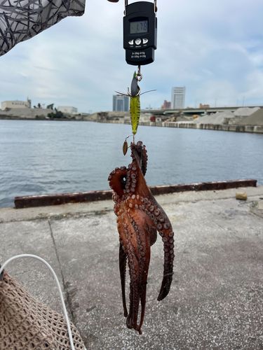 タコの釣果