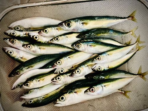 サバの釣果