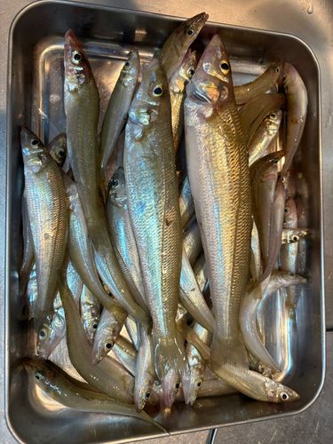 シロギスの釣果