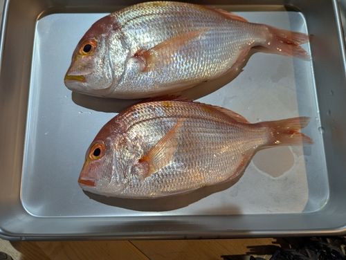 レンコダイの釣果