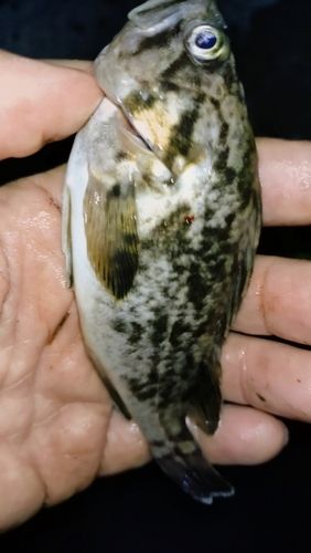 クロソイの釣果