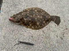 ヒラメの釣果