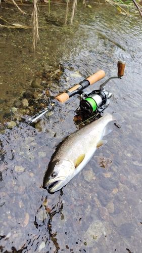 アマゴの釣果
