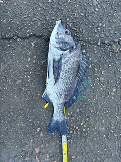 クロダイの釣果