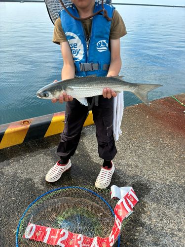 ボラの釣果